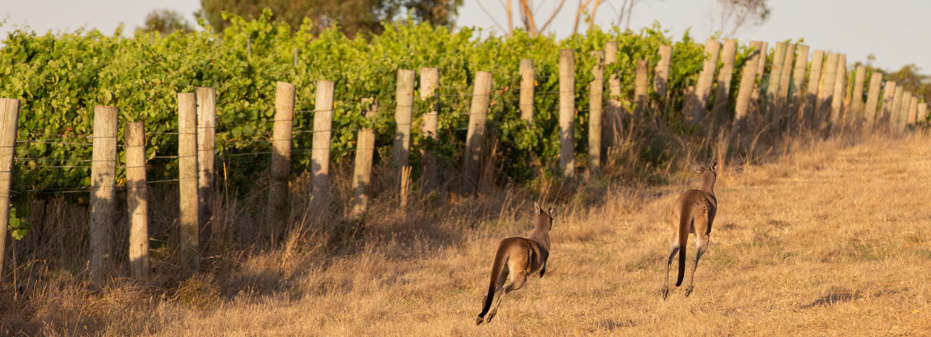 Kangaroos at Howard Park vineyard 